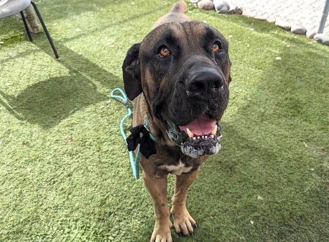 Otis - Mastiff
