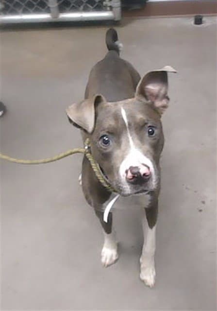 Oink - American Pit Bull Terrier