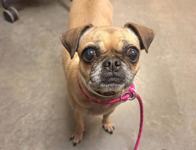 Gladys - Pug