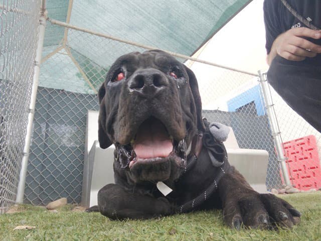 Squeakers - Mastiff