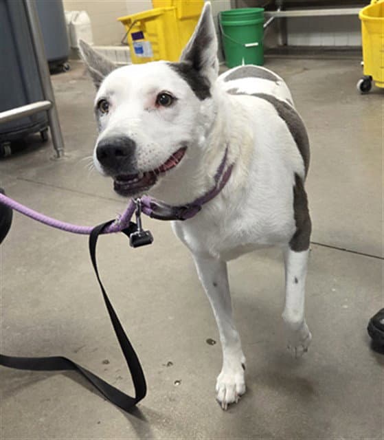 Lucy - Australian Cattle Dog/Blue Heeler