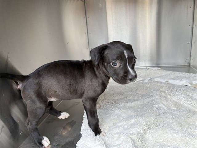 Velcro - American Pit Bull Terrier