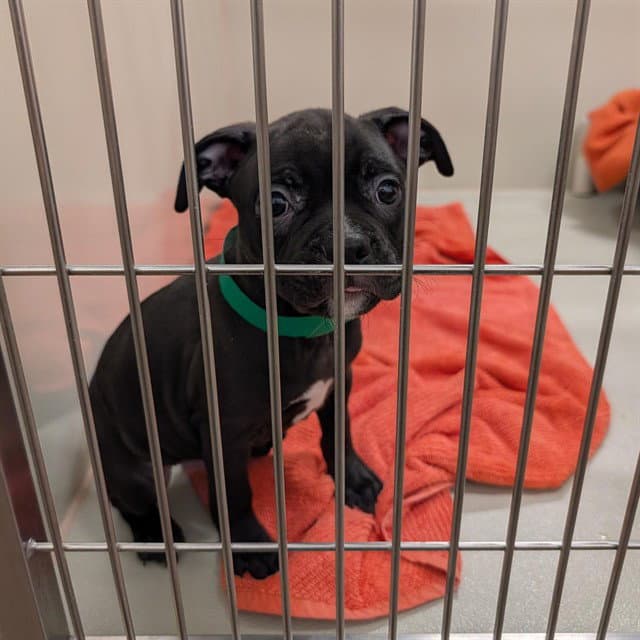 Pumpkin - American Pit Bull Terrier