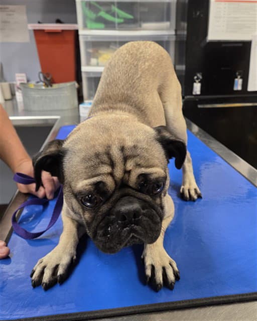 Guffi - Pug