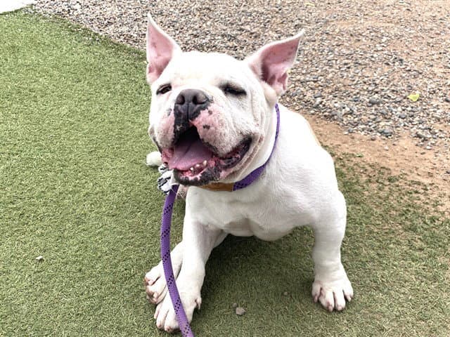 Potluck - American Bulldog