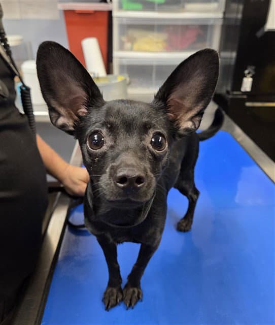 Flutter - Chihuahua