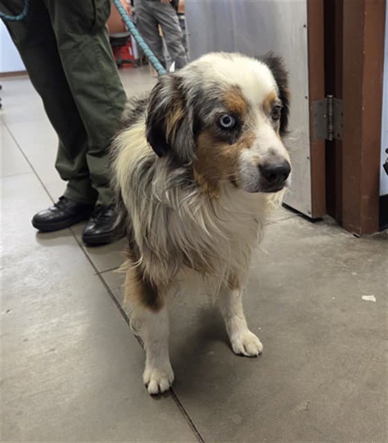 Boss - Australian Shepherd