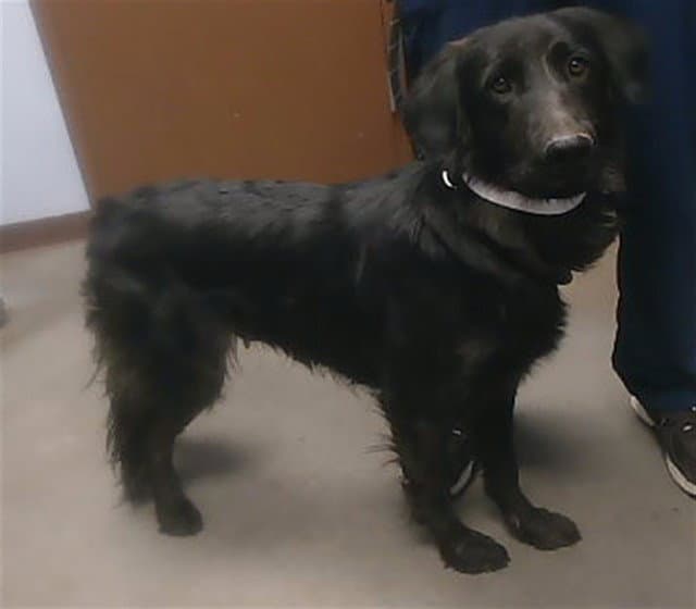 Laguna - Flat-coated Retriever
