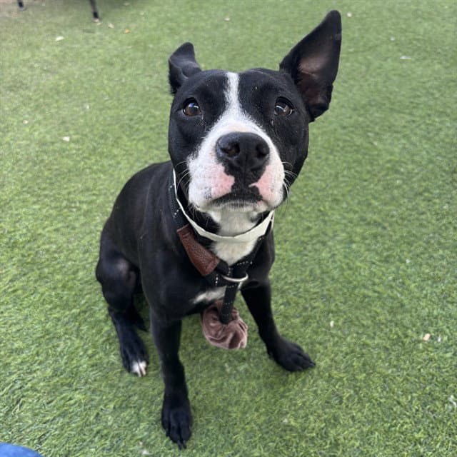 Mimosa - American Pit Bull Terrier