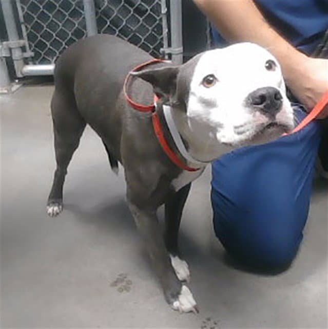 Vanessa - American Pit Bull Terrier
