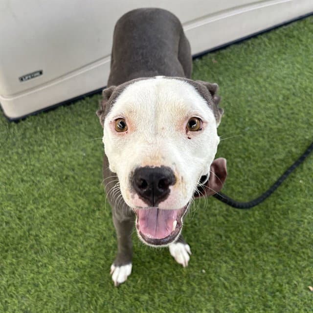 Vanessa - American Pit Bull Terrier