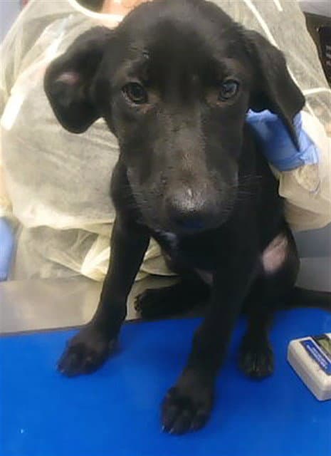 Saucer - Labrador Retriever