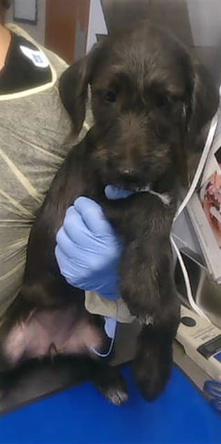 Flaucy - Labrador Retriever