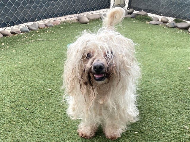 Puffy - Maltese