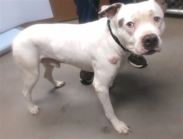 Donut - American Pit Bull Terrier