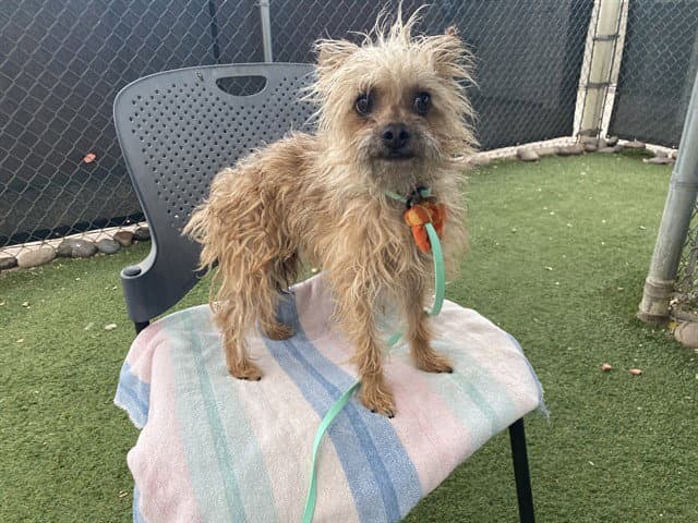 Ronda - Yorkshire Terrier Yorkie