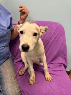 Scout image 1
