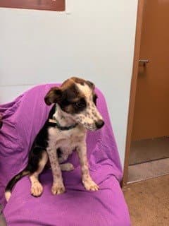Freckles - Australian Cattle Dog/Blue Heeler