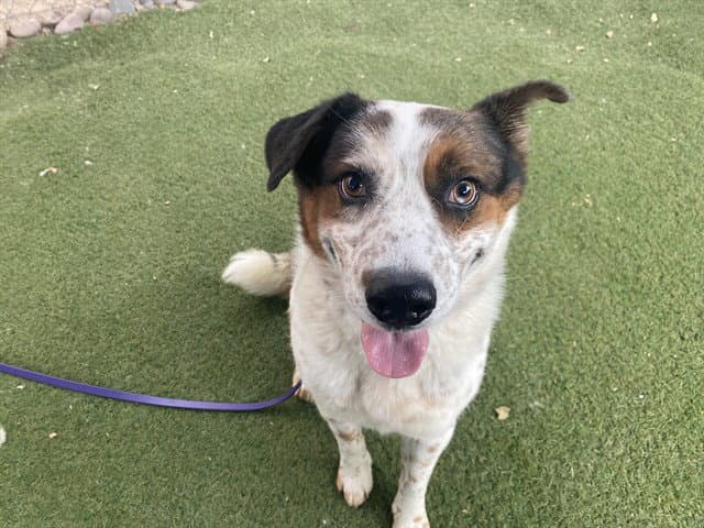 Milo - Australian Cattle Dog/Blue Heeler