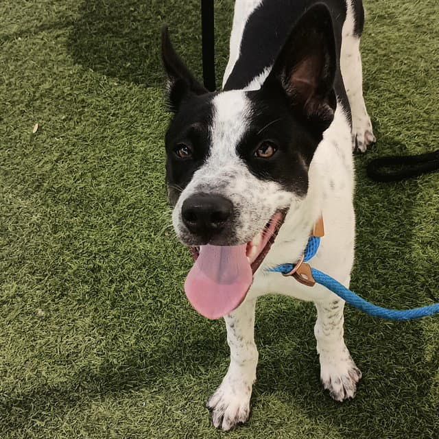 Sundae - Australian Kelpie
