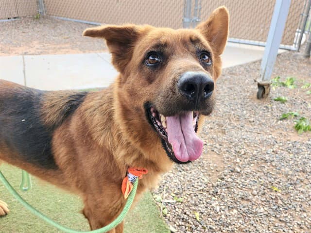 Estella - German Shepherd Dog
