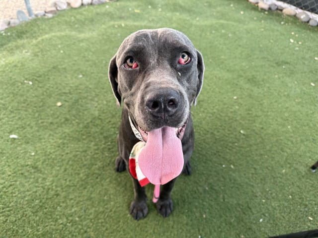 Lilo - Cane Corso Mastiff