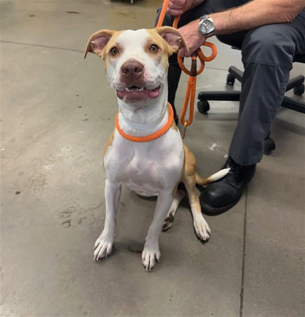 Clementine - American Pit Bull Terrier