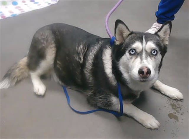 Bunny - Husky