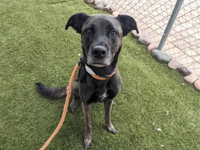 Kaia - Belgian Shepherd Malinois