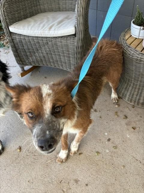 Lil Red - Australian Cattle Dog/Blue Heeler