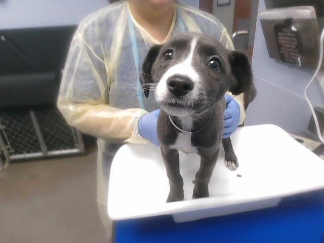 Munchy - American Pit Bull Terrier