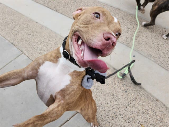 Orangesicle - American Pit Bull Terrier