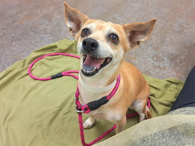 Biscotti - Chihuahua