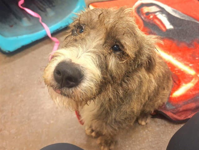Marzipan - Irish Terrier