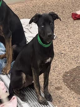 Duchess image 1