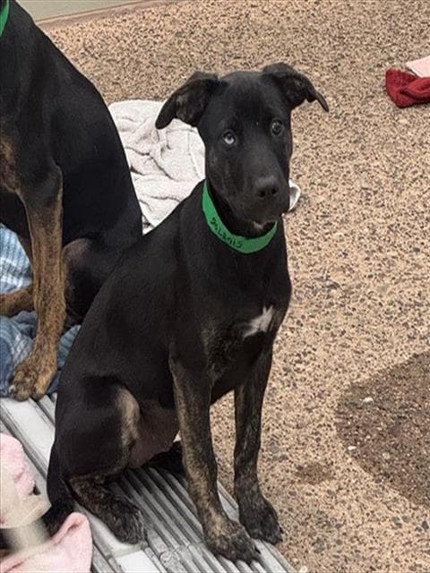 Duchess - Australian Kelpie