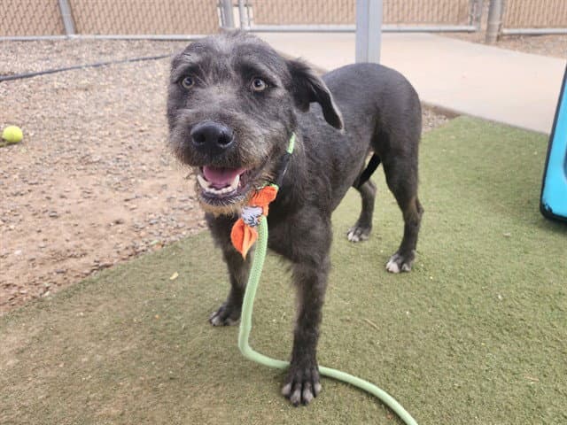 Apple - Schnauzer