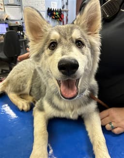 Toodles image 1
