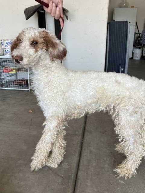 Fancy - Poodle (Standard)
