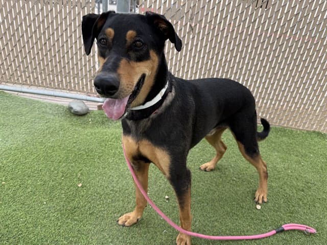 Gilbert - Doberman Pinscher