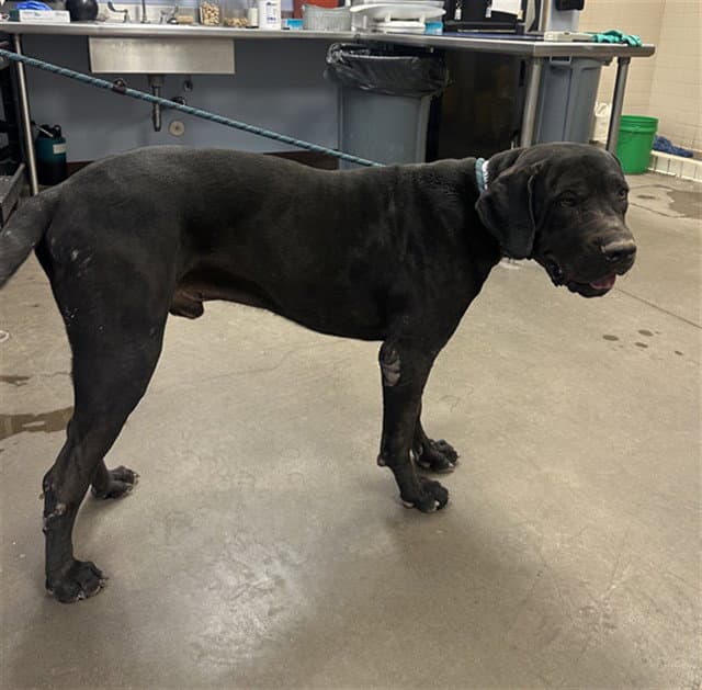 Little Larry - Cane Corso Mastiff