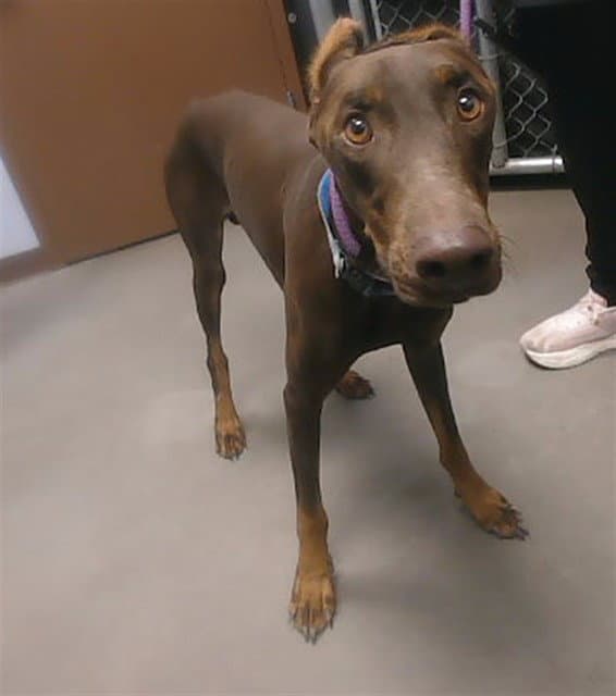 Scopes - Doberman Pinscher
