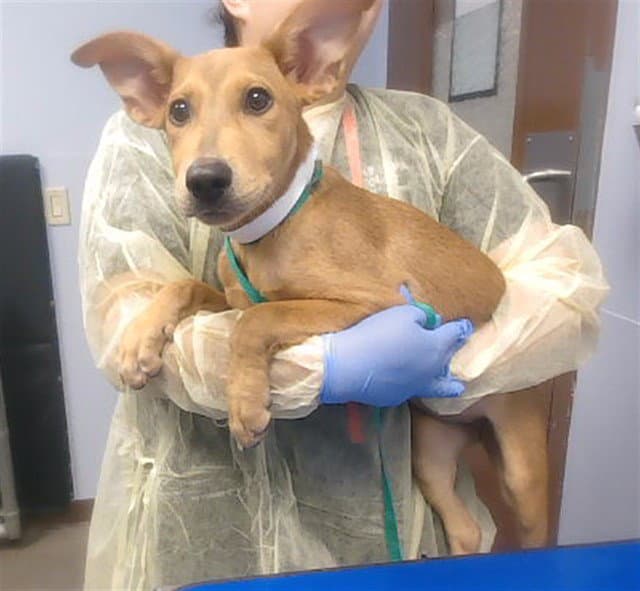 Tots - Carolina Dog