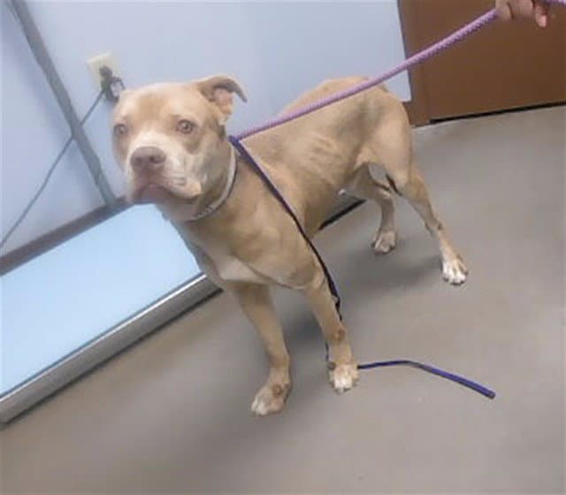 John Wayne - Staffordshire Bull Terrier