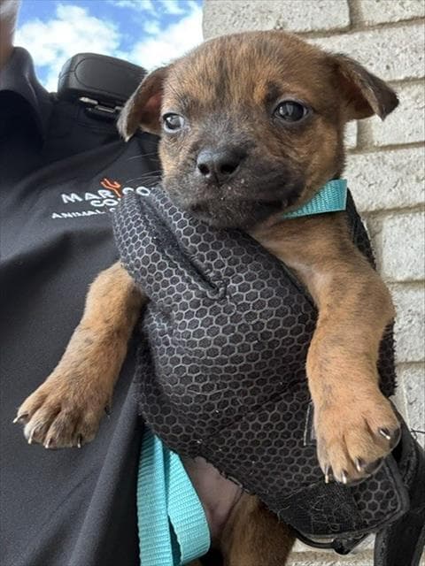 Hibiscus - Staffordshire Bull Terrier