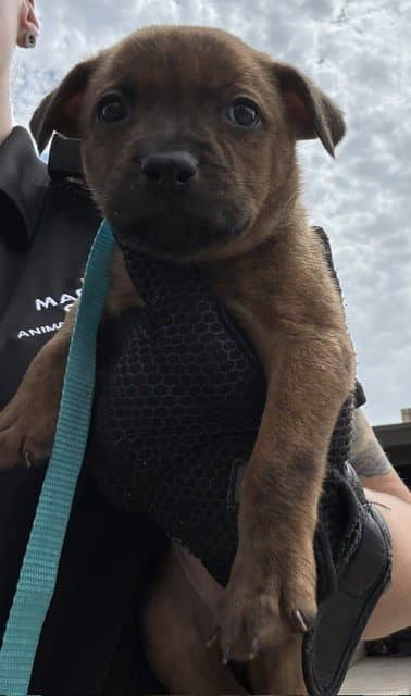 Petunia - Staffordshire Bull Terrier
