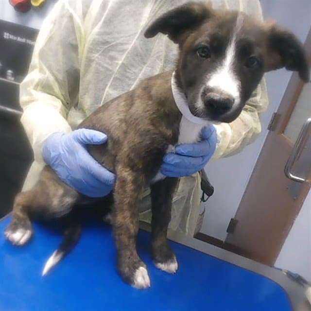 Star - Australian Shepherd