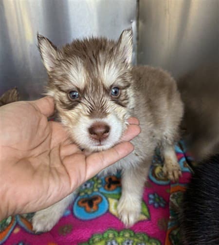 Unknown - Siberian Husky