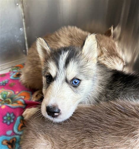 Unknown - Siberian Husky