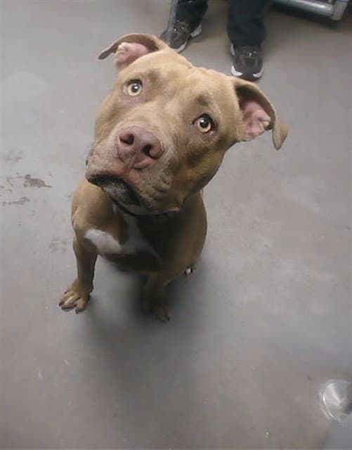 Bluey - American Pit Bull Terrier